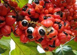guarana